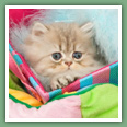 Persan - Chats
