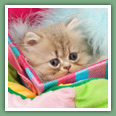Persan - Chats