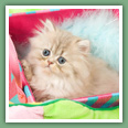 Persan - Chats