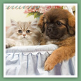 Persan - Chats