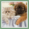 Persan - Chats