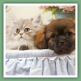 Persan - Chats