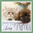Persan - Chats