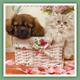 Persan - Chats
