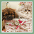 Persan - Chats