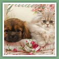 Persan - Chats