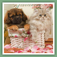 Persan - Chats