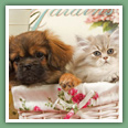 Persan - Chats