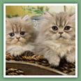 Persan - Chats