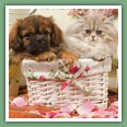 Persan - Chats