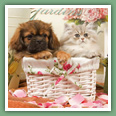Persan - Chats