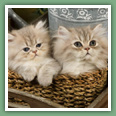Persan - Chats