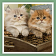 Persan - Chats