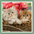 Persan - Chats
