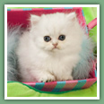 Persan - Chats