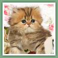 Persan - Chats