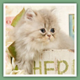 Persan - Chats
