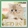 Persan - Chats