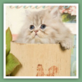 Persan - Chats