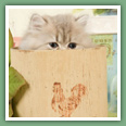 Persan - Chats