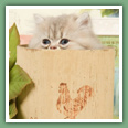 Persan - Chats