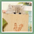 Persan - Chats