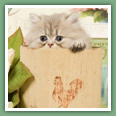 Persan - Chats