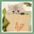 Persan - Chats