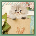 Persan - Chats