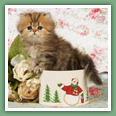 Persan - Chats