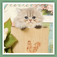 Persan - Chats