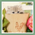 Persan - Chats