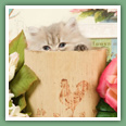 Persan - Chats