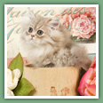Persan - Chats