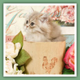 Persan - Chats