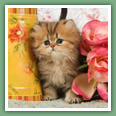 Persan - Chats