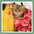 Persan - Chats