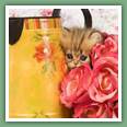 Persan - Chats