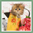 Persan - Chats