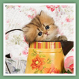 Persan - Chats