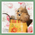 Persan - Chats