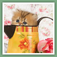 Persan - Chats