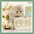 Persan - Chats