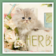 Persan - Chats