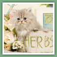 Persan - Chats