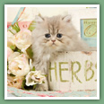 Persan - Chats