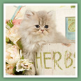 Persan - Chats