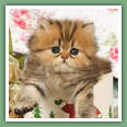 Persan - Chats