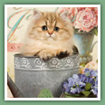 Persan - Chats