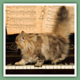 Persan - Chats